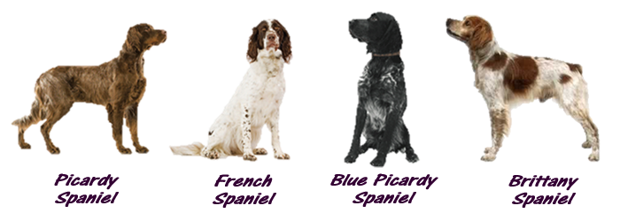 french spaniels