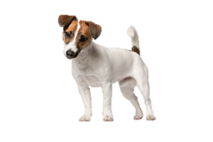 Tenterfield Terrier
