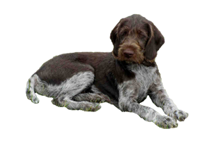 German Rough Haired Pointer