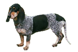 Luzerner Niederlaufhund