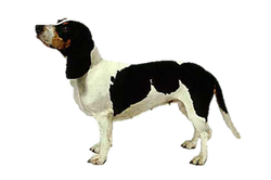 Berner Niederlaufhund