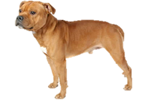 Staffordshire Terrier