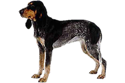 Luzerner Laufhund